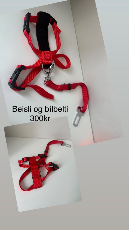 Rautt beisli og bílbelti hunda