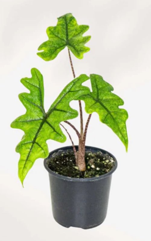 Alocasia Jacklyn