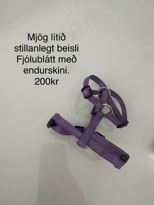 Fjólublátt lítið beisli hunda
