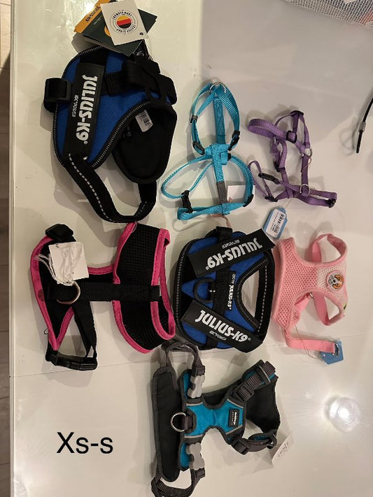 Blátt Red dingo beisli